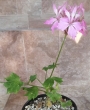 Мушкато (Pelargonium)