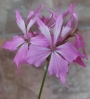 Мушкато (Pelargonium)