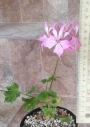 Мушкато (Pelargonium)