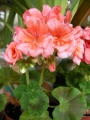 Мушкато, розово (Pelargonium dark pink)