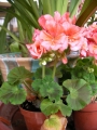 Мушкато, розово (Pelargonium dark pink)