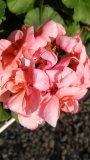 Мушкато, розово (Pelargonium dark pink)