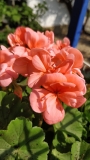 Мушкато, розово (Pelargonium dark pink)