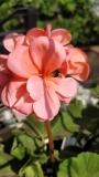 Мушкато, розово (Pelargonium dark pink)