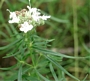 Естрагон, тарос, тарагон, тарост (Artemisia dracunculus)