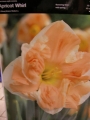 Нарцис (Narcissus Apricot Whirl)
