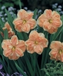 Нарцис (Narcissus Apricot Whirl)