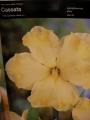Нарцис (Narcissus Cassata)