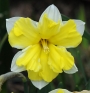 Нарцис (Narcissus Cassata)