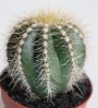 Нотокактус магнификус, Пародия (Parodia magnificus Notocactus magnificus)