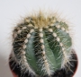 Нотокактус магнификус, Пародия (Parodia magnificus Notocactus magnificus)