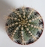 Нотокактус магнификус, Пародия (Parodia magnificus Notocactus magnificus)