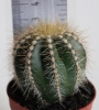 Нотокактус магнификус, Пародия (Parodia magnificus Notocactus magnificus)