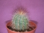 Нотокактус (Notocactus)