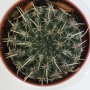 Нотокактус, Пародия (Parodia, Notocactus)