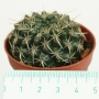 Нотокактус, Пародия (Parodia, Notocactus)