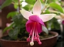 Обичка (Fuchsia trailing pink BALLET GIRL)