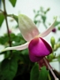 Обичка (Fuchsia trailing pink BALLET GIRL)