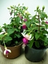 Обичка (Fuchsia trailing pink BALLET GIRL)