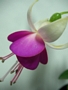 Обичка (Fuchsia trailing pink BALLET GIRL)