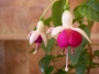 Обичка (Fuchsia trailing pink BALLET GIRL)