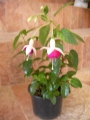 Обичка (Fuchsia trailing pink BALLET GIRL)