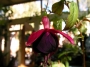 Обичка, Фуксия (Fuchsia)