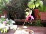 Обичка, Фуксия (Fuchsia)