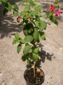 Обичка, Фуксия (Fuchsia)