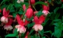 Обичка, Фуксия (Fuchsia Prosperity)