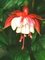 Обичка, Фуксия (Fuchsia Prosperity)