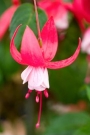 Обичка, Фуксия (Fuchsia Prosperity)