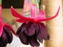 Обичка, Фуксия, каскадна (Fuchsia)