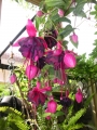 Обичка, Фуксия, каскадна (Fuchsia)