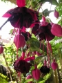 Обичка, Фуксия, каскадна (Fuchsia)