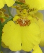 Орхидея Онцидиум-мини (Oncidium)