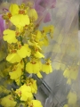 Орхидея Онцидиум-мини (Oncidium)
