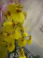 Орхидея Онцидиум-мини (Oncidium)