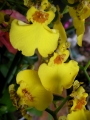 Орхидея Онцидиум-мини (Oncidium)