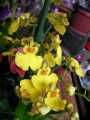 Орхидея Онцидиум-мини (Oncidium)