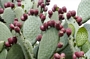 Опунция (Opuntia)