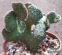 Опунция кристата (Opuntia cristata)