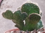 Опунция кристата (Opuntia cristata)