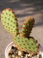 Опунция голяма (Opuntia rufida Opuntia microdasys)