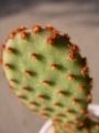 Опунция голяма (Opuntia rufida Opuntia microdasys)