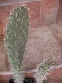 Опунция (Opuntia phaeacantha)