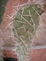 Опунция (Opuntia phaeacantha)