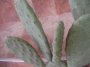 Опунция (Opuntia)