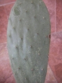 Опунция (Opuntia)