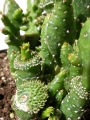 Опунция (Opuntia)